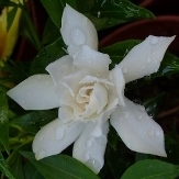 Frostproof Gardenia, Gardenia jasminoides 'Frostproof'